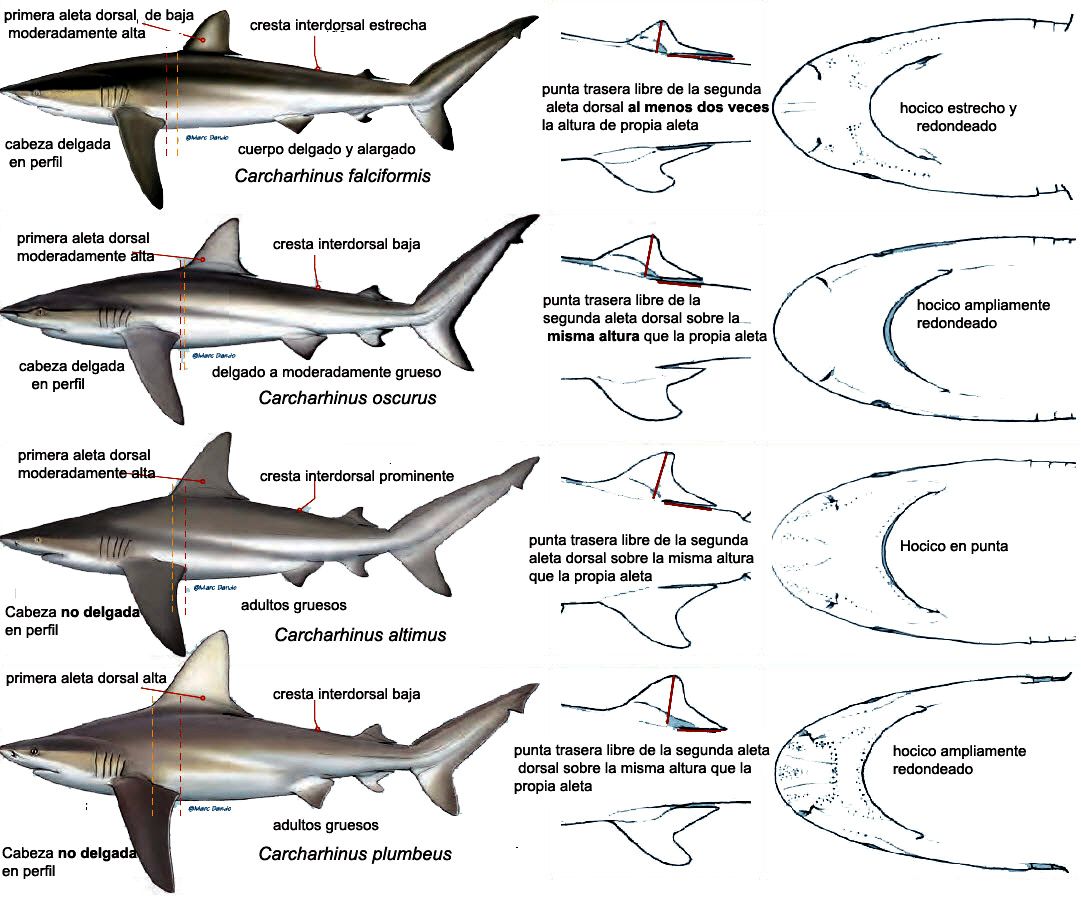 Carcharhinus falciformis _010.jpg